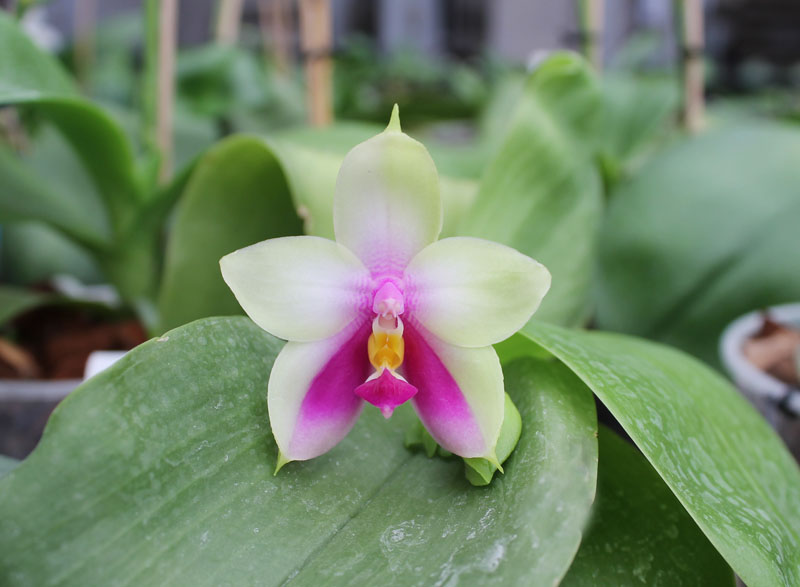 Phalaenopsis bellina 'Ponkan'.jpg