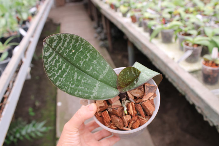 Phalaenopsis philippinensis '#1' x philippinensis 'Brother'.jpg