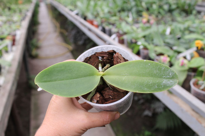 Phalaenopsis Natasha 'Aiko'.jpg