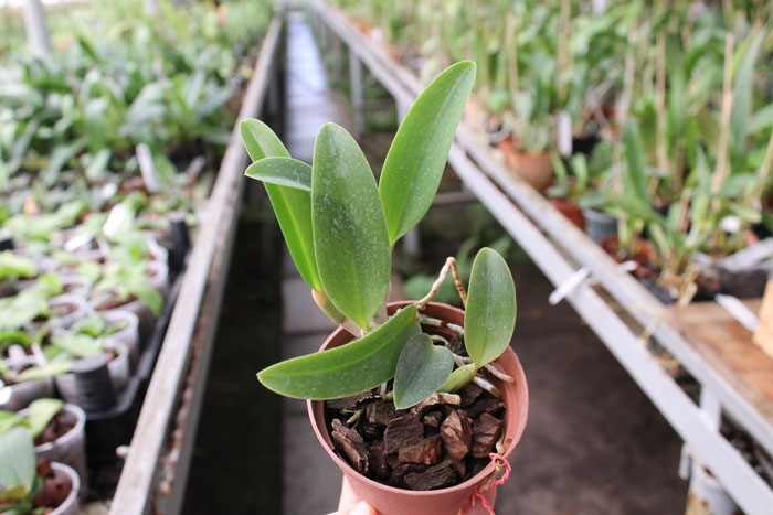 Laelia alaori x praestans.jpg