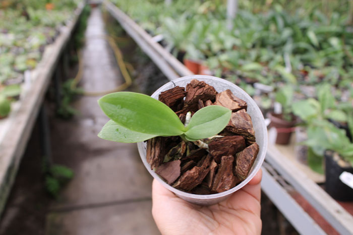 Phalaenopsis lueddemanniana 'KF#8'.jpg