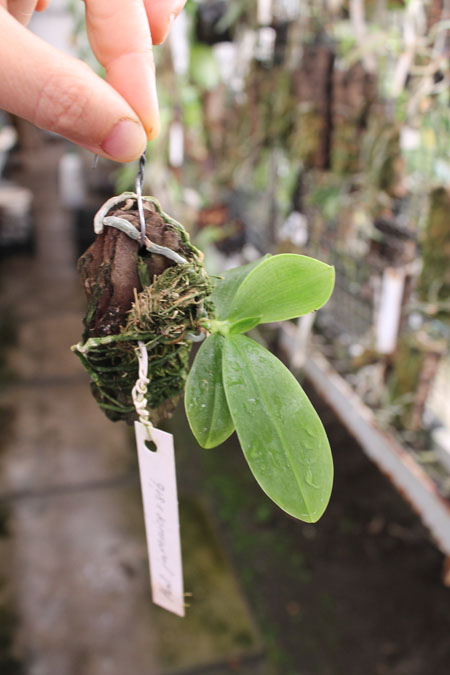 Phalaenopsis javanica.jpg