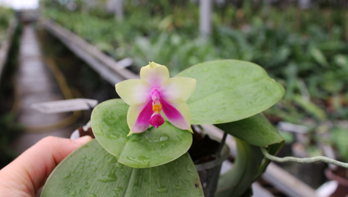 Phalaenopsis bellina 'Ponkan'.jpg