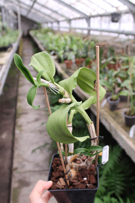 Dendrobium Nopporn Starbright.jpg