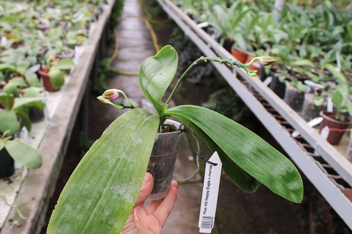 Phalaenopsis KS Happy Eagle x mariae.jpg