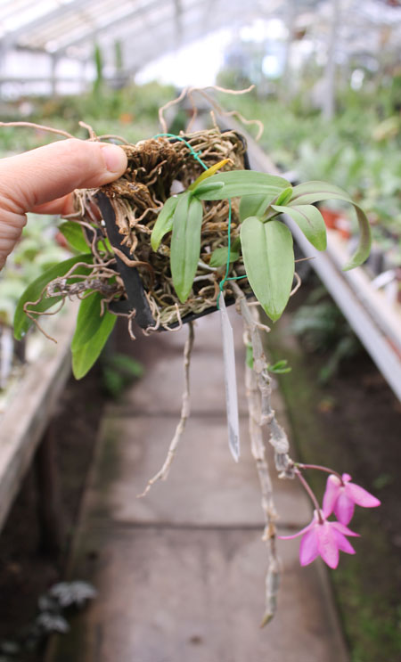 Dendrobium parishii.jpg