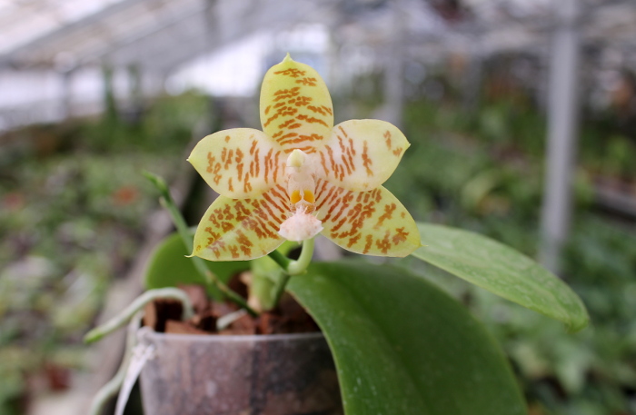 Phalaenopsis Chienlung Mosaics (Yaphon Sir x hieroglyphica).JPG