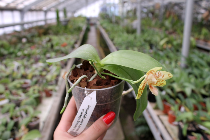 Phalaenopsis Chienlung Mosaics (Yaphon Sir x hieroglyphica) .JPG