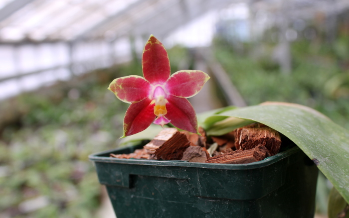 Phalaenopsis Penang Girl.JPG