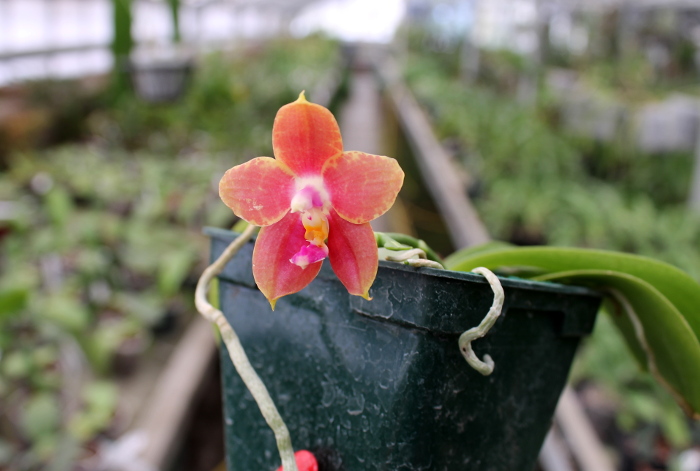 Phalaenopsis Penang Girl .JPG