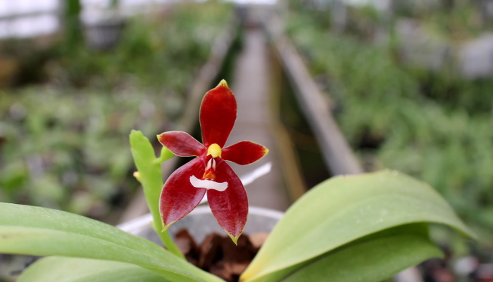 Phalaenopsis cornu cervi 'Dark Red'.JPG