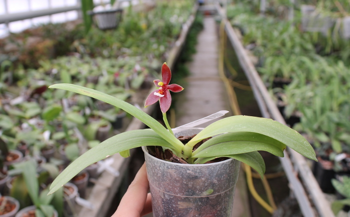 Phalaenopsis cornu cervi 'Dark Red' .JPG