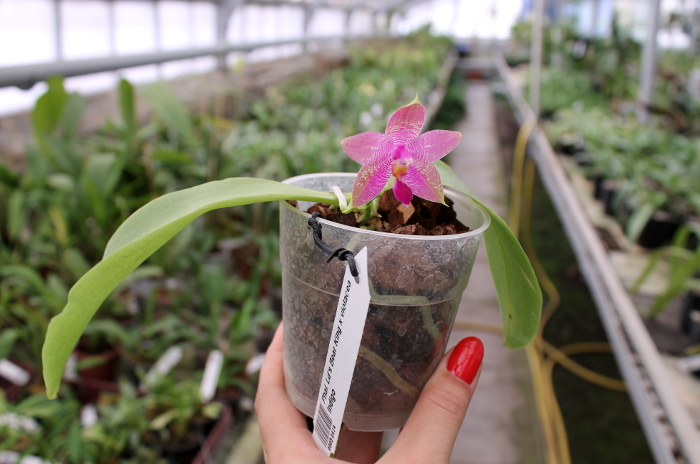 Phalaenopsis Ld's Bear King x violacea indigo .JPG