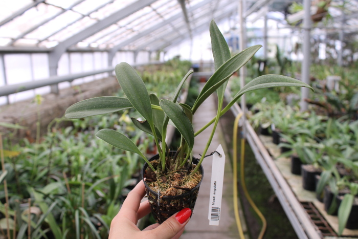 Masdevallia angulata.JPG