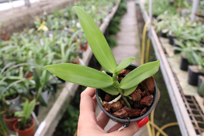 Gastrochilus acutifolius.JPG