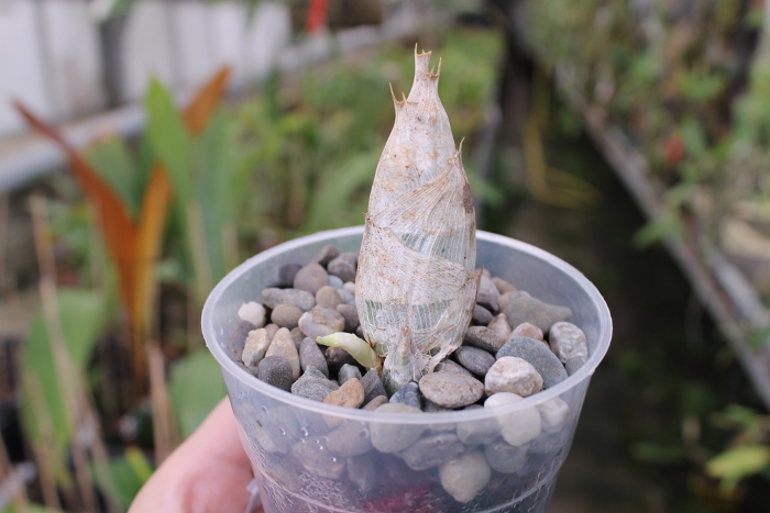 Catasetum Joao Stivali x pileatum Imperiales.JPG