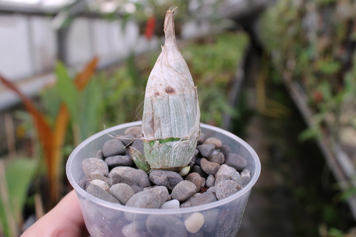 Catasetum Marter Red (fimbriatum x vinaceum red).JPG