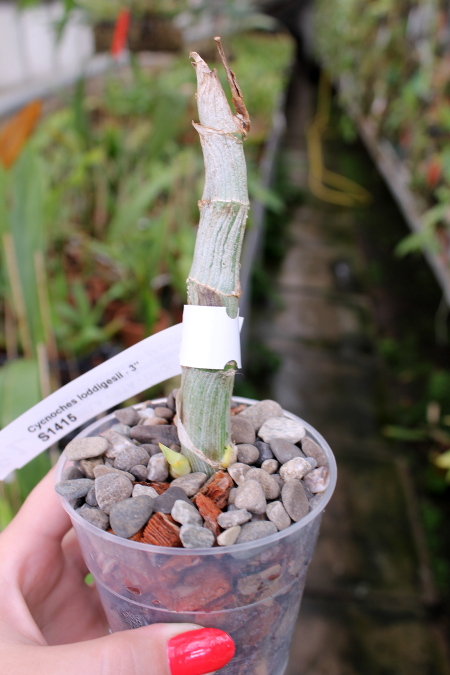 Cycnoches loddigesii.JPG