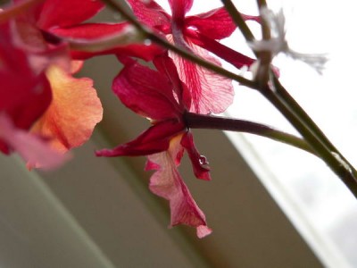 Вот она завязь, заметно формирование коробочки, цимбидиумная поллиния не отторгалась, так что возможно 1/3 семян будет гибридной, так как своих поллиний было 2