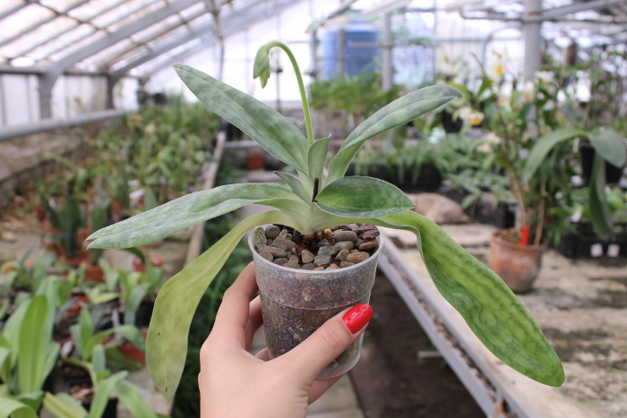 Paphiopedilum Maudiae alba.JPG