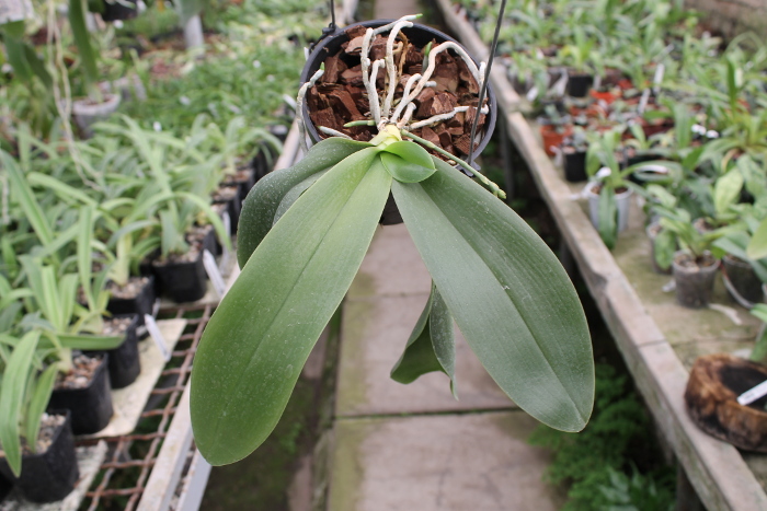 Phalaenopsis gigantea 'KF' x lueddemanniana 'KF#8'.JPG