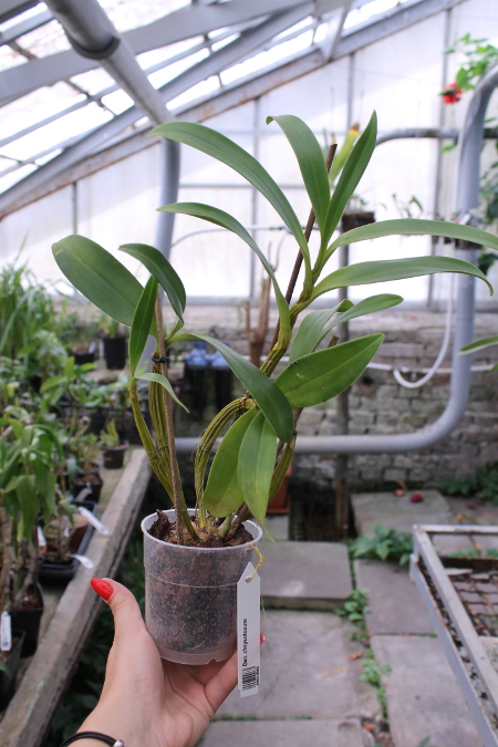 Dendrobium chrysotoxum.JPG