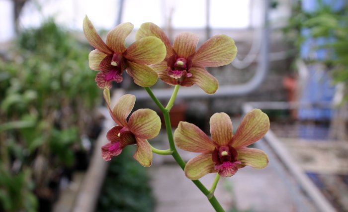 Dendrobium Jairak Splash.JPG