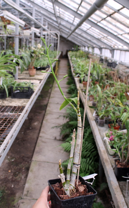 Dendrobium Jairak Splash .JPG