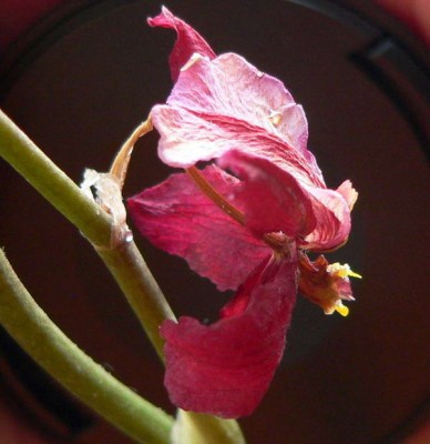 Вот высохший совершенно цветок из неудавшейся серии