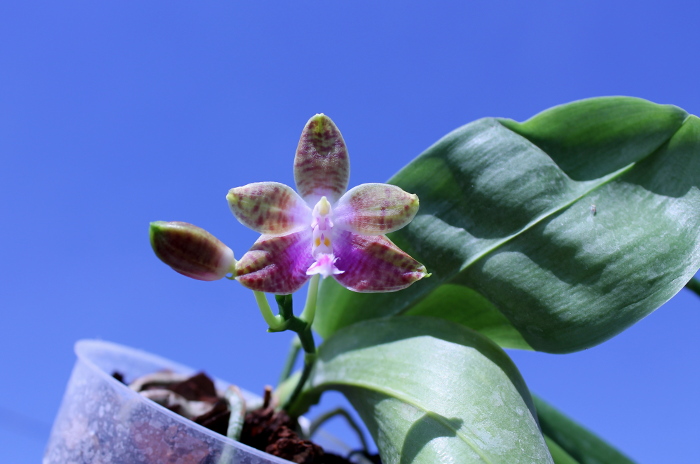Phalaenopsis KS Happy Eagle x mariae.JPG