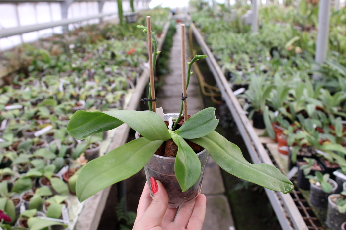 Phalaenopsis tetraspis 'C#1'.JPG