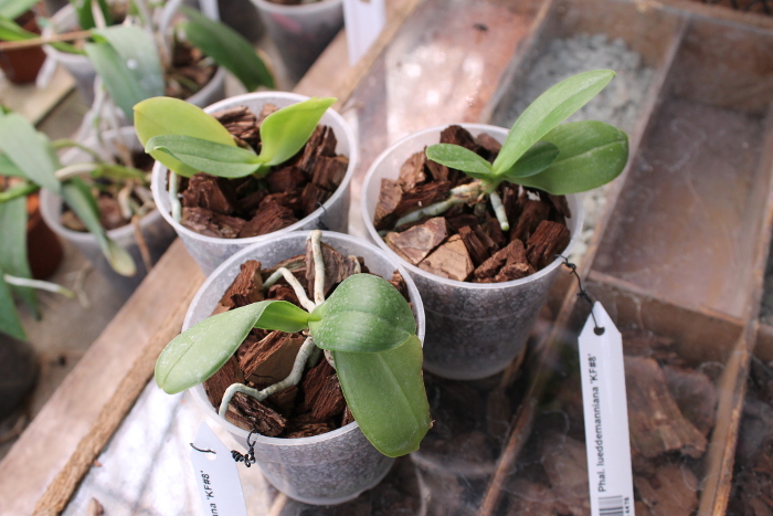 Phalaenopsis lueddemanniana 'KF#8'.JPG