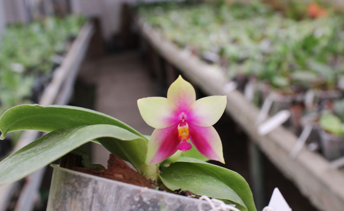 Phalaenopsis KS Happy Eagle 'LD' x Phalaenopsis bellina 'LD'.jpg