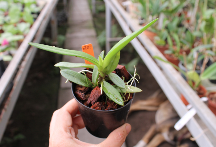 Ionopsis utricularioides.jpg