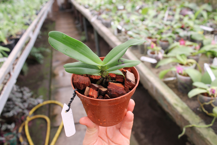 Sobennikoffia humbertiana.jpg