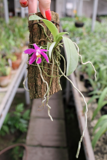 Phalaenopsis pulchra.JPG