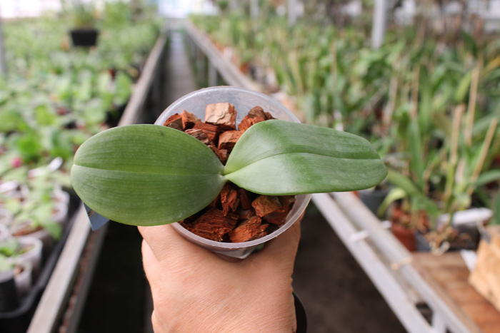 Phalaenopsis Jong's Gigan Cherry 'Prince' x gigantea.jpg