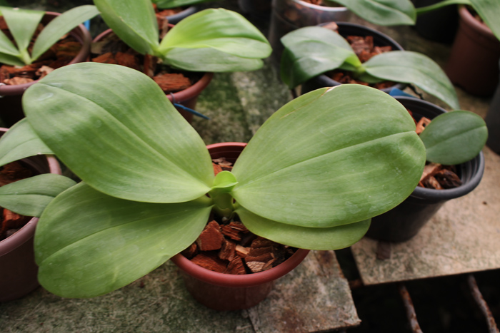 Phalaenopsis Zheng Min Muscadine x (Ld's Bear Queen x DTE).jpg