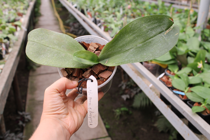 Phal Fusheng World.jpg