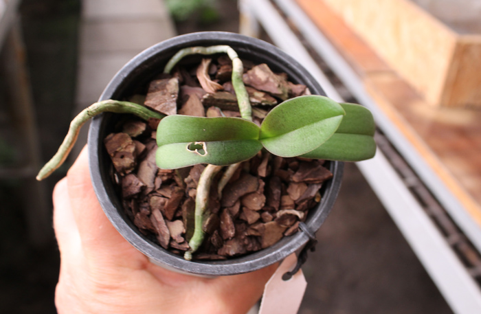 Doritaenopsis Lius Sakura.jpg