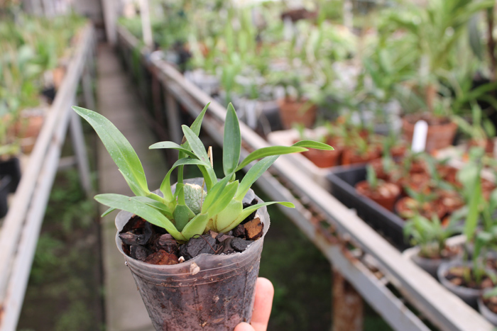 Oncidium cheirophorum.jpg