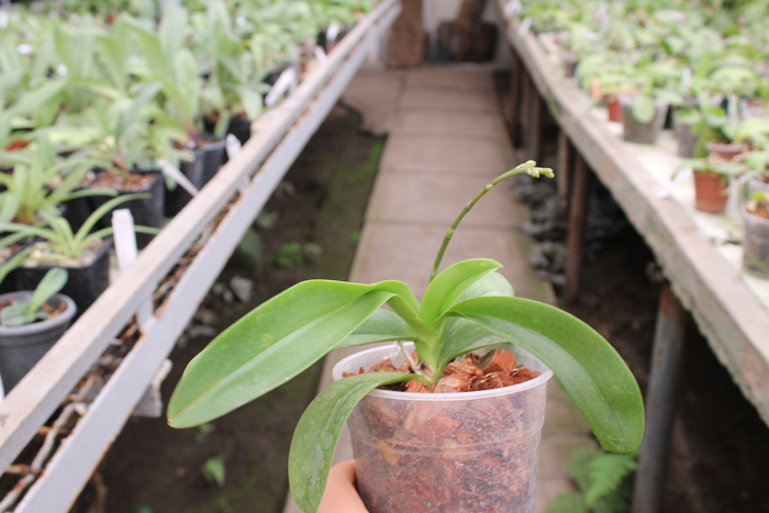 Doritaenopsis Tzu Chiang Sapphire.jpg