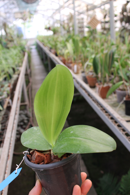 Phalaenopsis Ld's Bear King 'Yellow King' x Dragon Tree Eagle.jpg