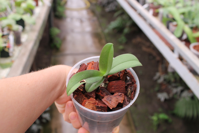 Doritaenopsis Lius Sakura.jpg