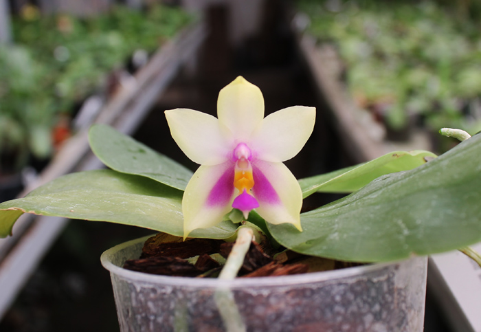 Phalaenopsis bellina 'blue'.jpg