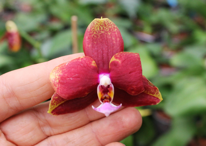 Phalaenopsis Hawaii Dragon Girl x Lioulin Goldfinch.jpg