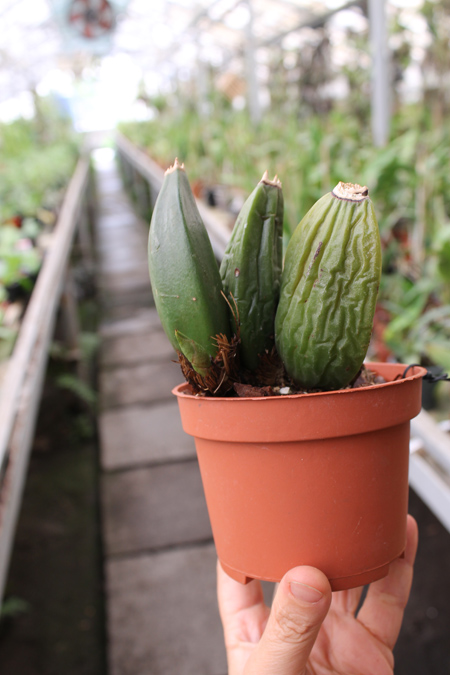 Lycaste Arashiyama (macrobulbon x Shoalhaven 'Kobe').jpg