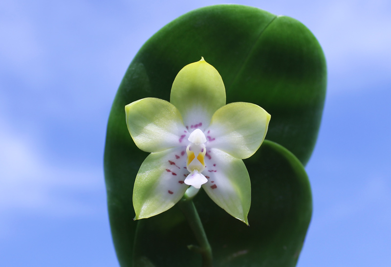 Phalaenopsis Nobby's Green Eagle x (Chang Mow Jade x Yungho Gelb Canary).jpg