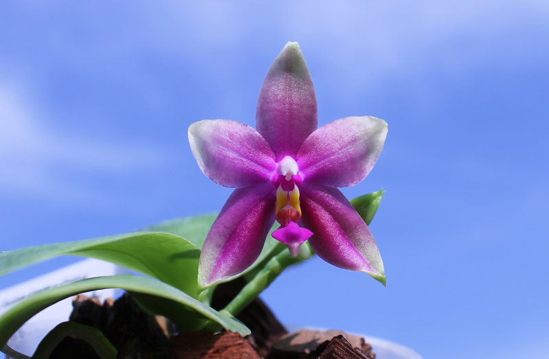 Phalaenopsis Ld Bellina Eagle x Prima.jpg