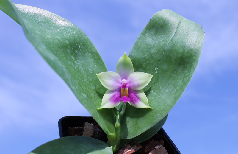 Phalaenopsis Samera x bellina.jpg